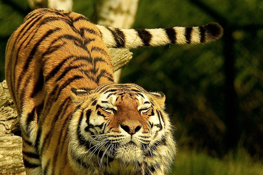 bengal-tiger-facts-critterfacts