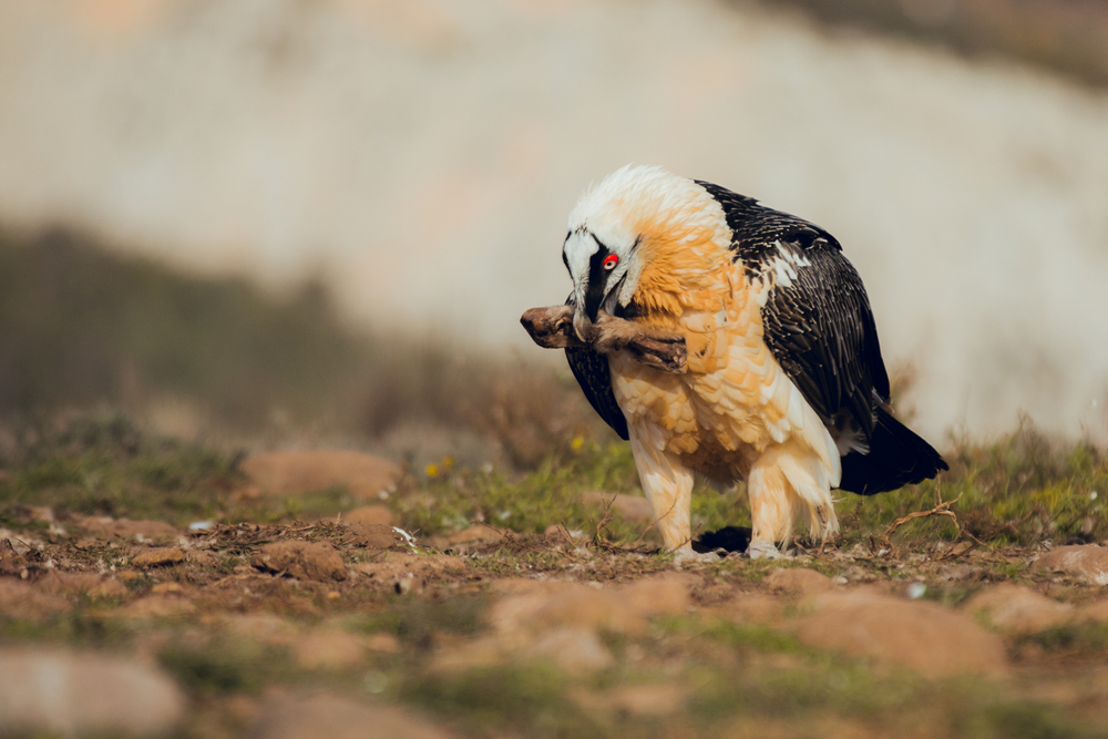 Bearded Vulture Facts | CRITTERFACTS