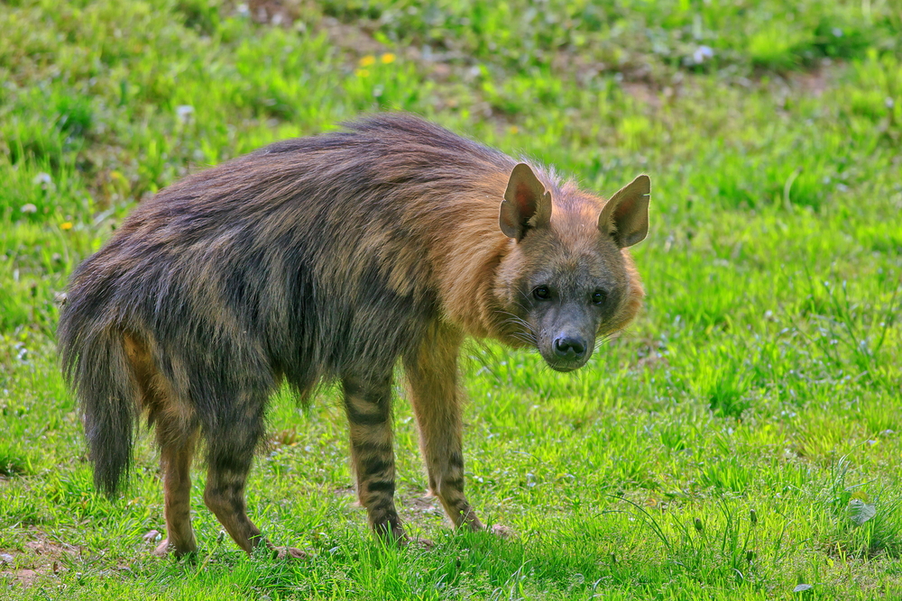 Brown Hyena Facts Critterfacts 