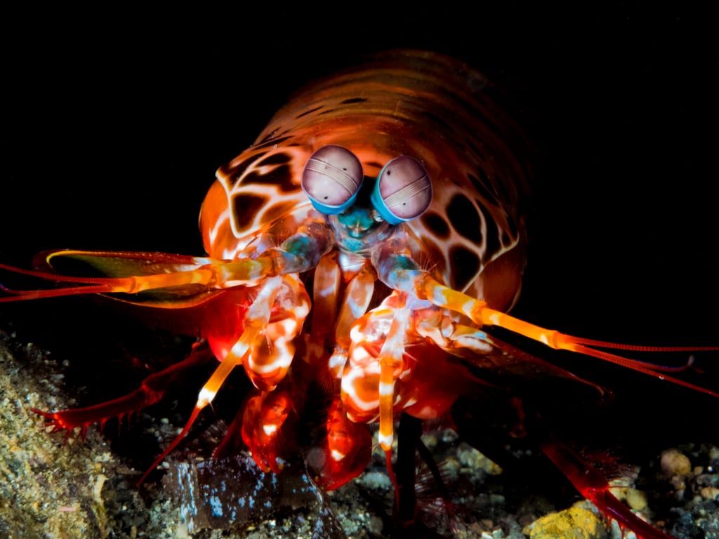 squishable mantis shrimp