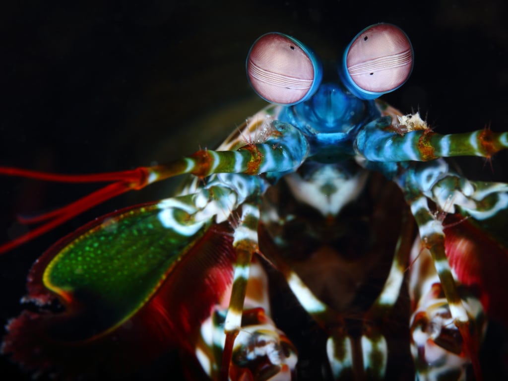 Mantis Shrimp | CRITTERFACTS