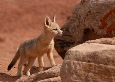A Kit Fox puppy on the rocks