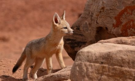 Kit Fox