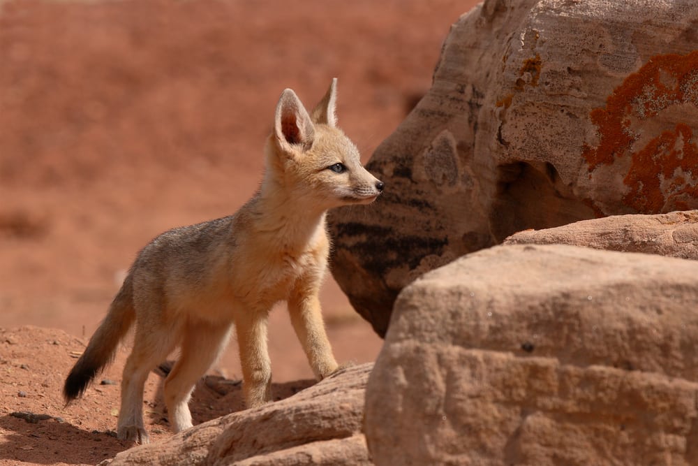 Kit Fox Facts - CRITTERFACTS