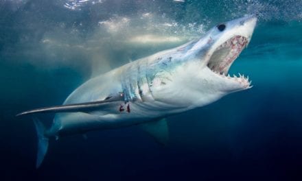 Mako Shark