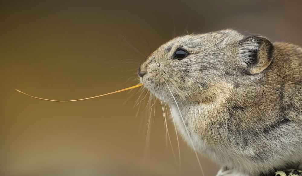 American Pika Facts Critterfacts