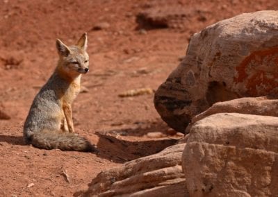 A parent Kit Fox looking for danger outside of their den in Utah