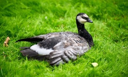 Barnacle Goose
