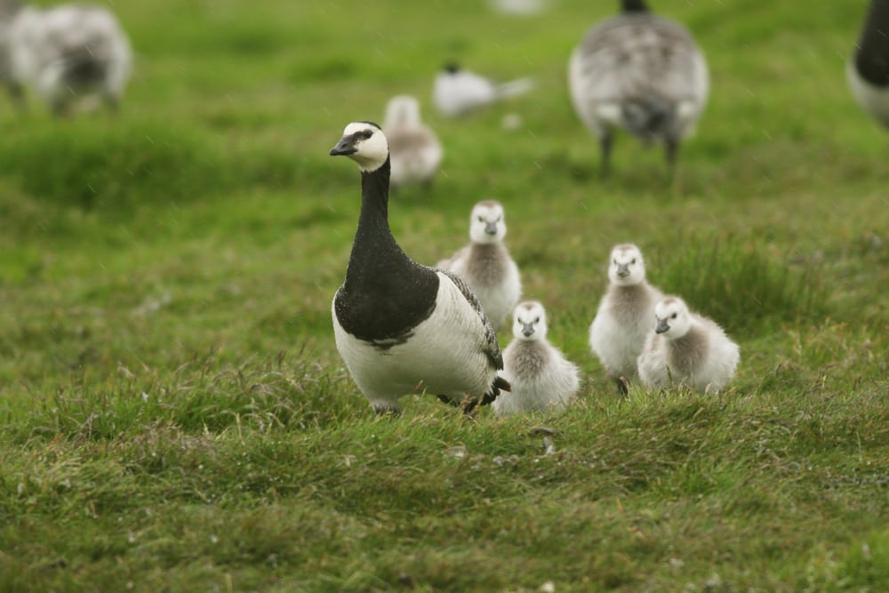 Barnacle Goose Facts | CRITTERFACTS