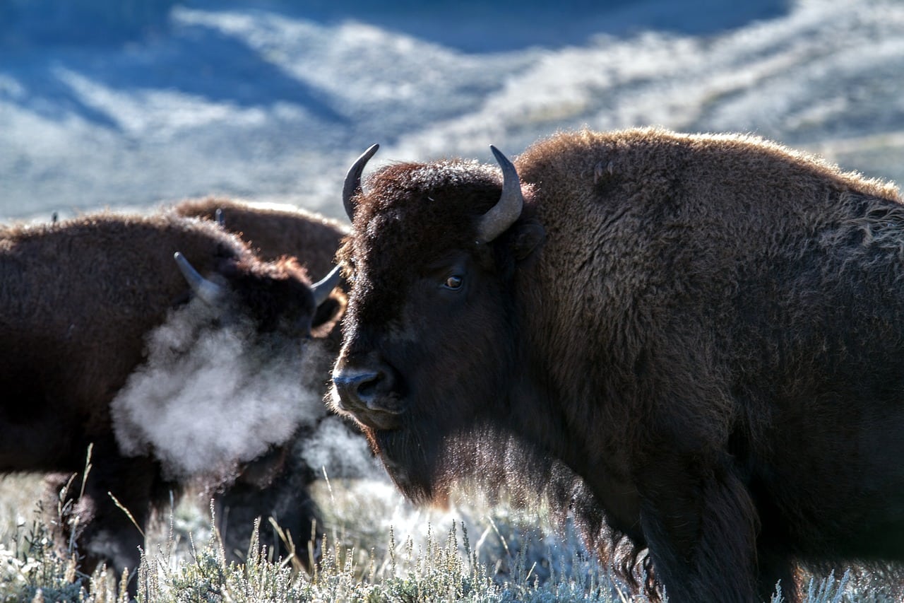 American Bison Facts | CRITTERFACTS