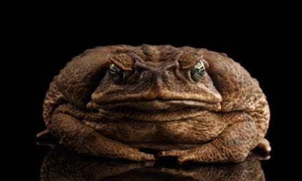 Cane Toad