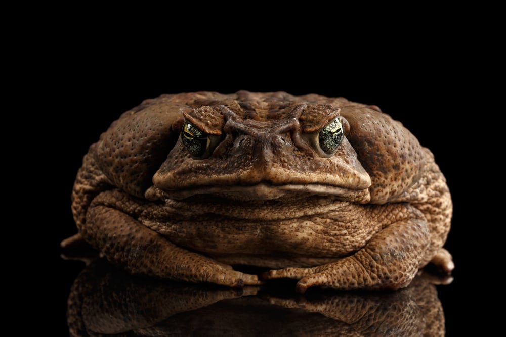 Cane Toad Facts - CRITTERFACTS