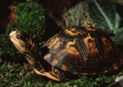 Eastern Box Turtle (Terrapene Carolina Carolina)