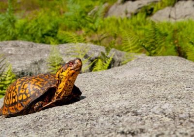 Eastern Box Turtle on rock