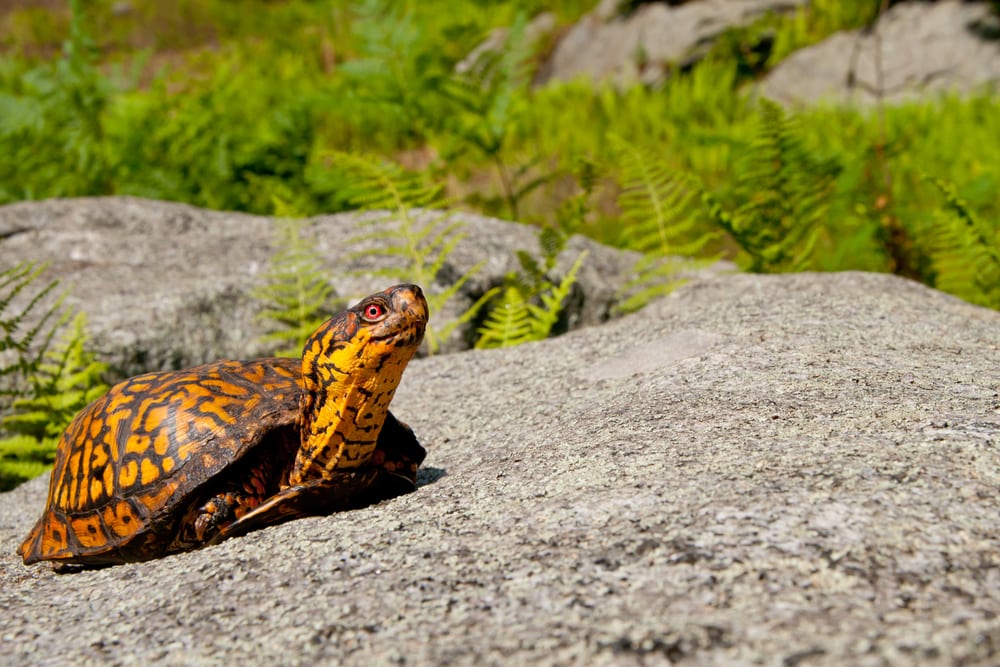 Eastern Box Turtle Facts - CRITTERFACTS