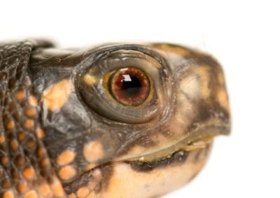 Eastern box turtle head on white background