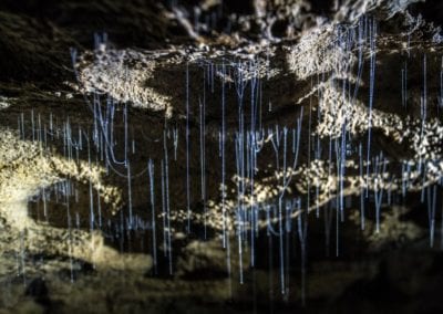 Glowworms hanging from ceiling in New Zealand cave