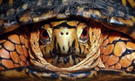 Eastern Box Turtle