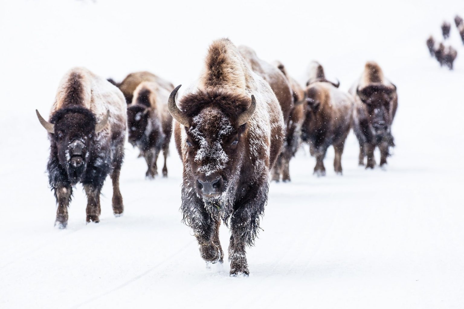 American Bison Facts - CRITTERFACTS