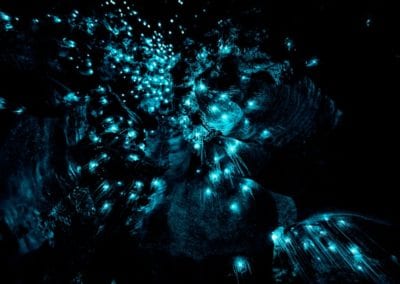 New Zealand Glowworms in Waipu Cave