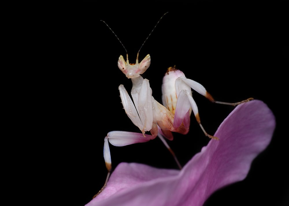 Orchid Mantis Facts Critterfacts 2893