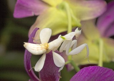 Orchid Mantis mimicking orchid flower