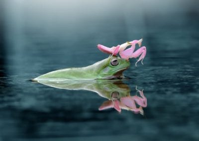 Orchid mantis riding on frog
