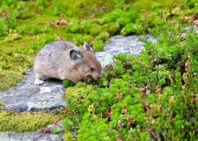 Pika collecting grass. Jasper National Park. Alberta. Canada