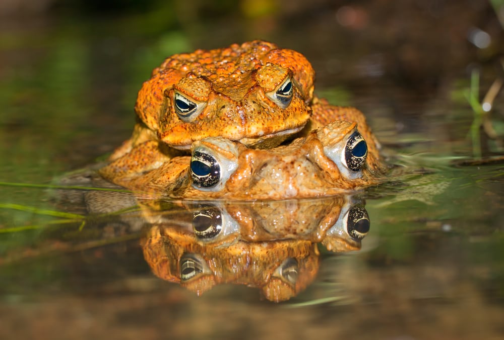 Cane Toad Facts Critterfacts