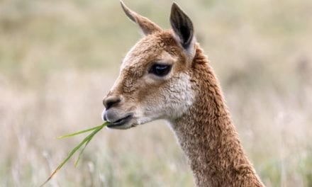 VICUÑA