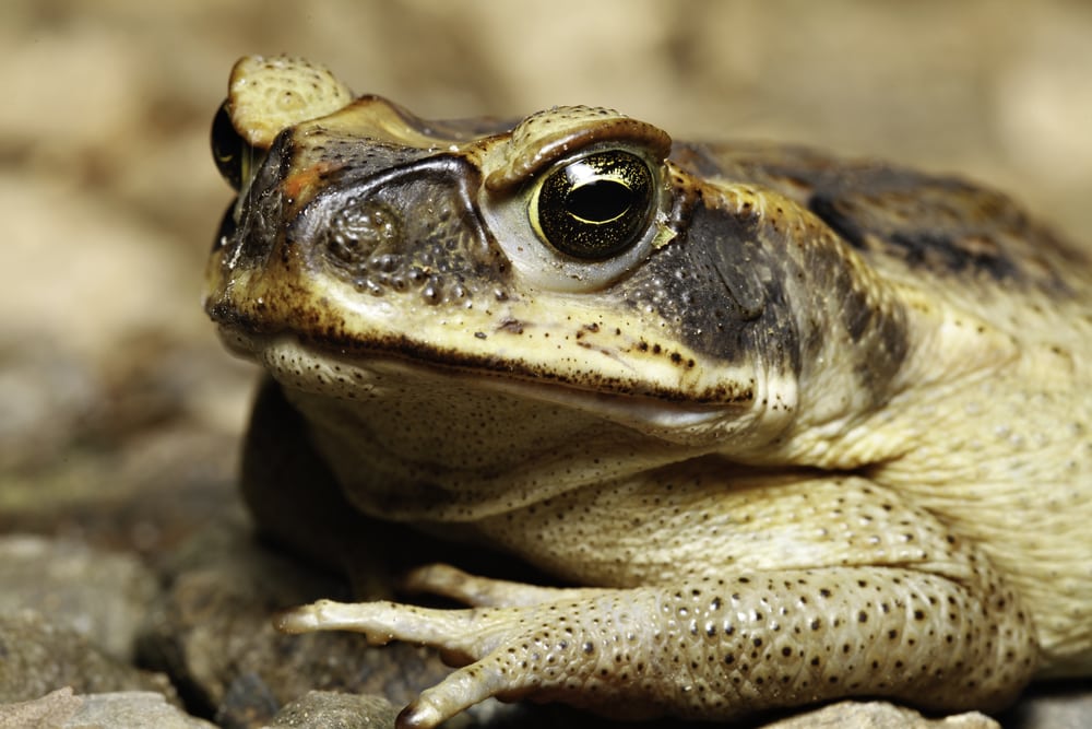 Cane Toad Facts Critterfacts