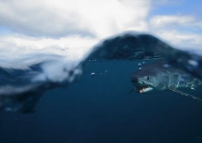 glimpse of mako shark under water