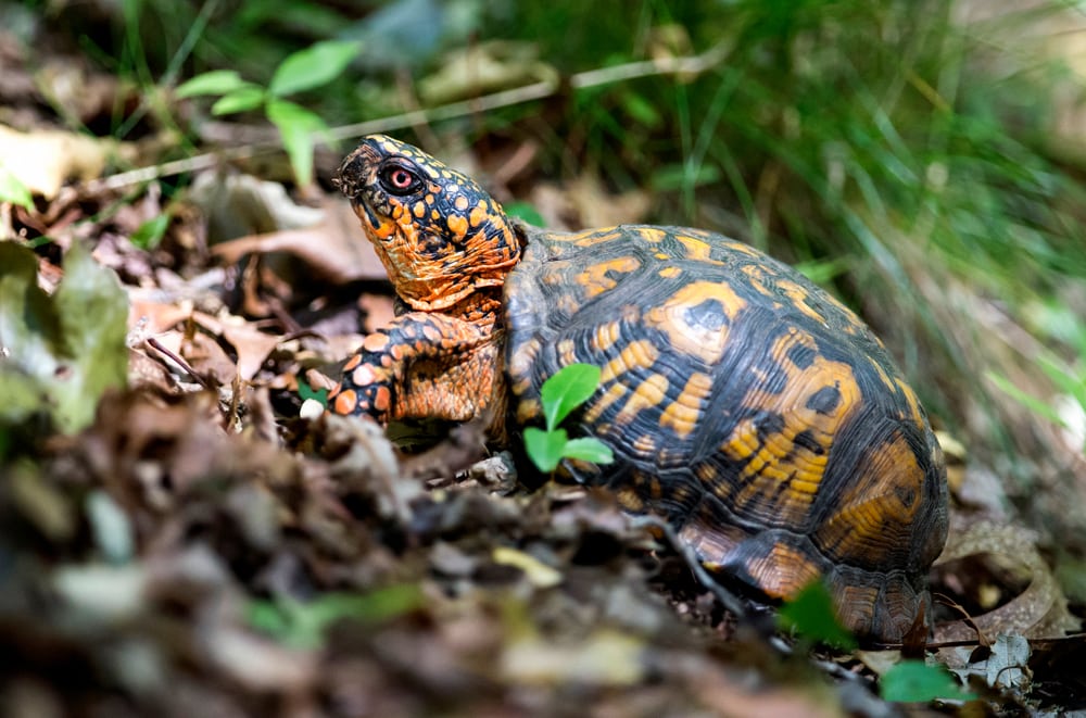 Eastern Box Turtle 