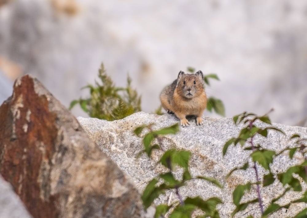 American Pika Critterfacts