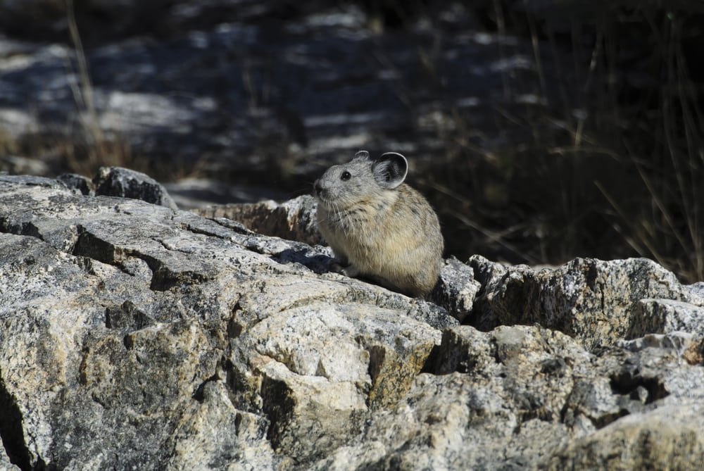 American Pika Critterfacts