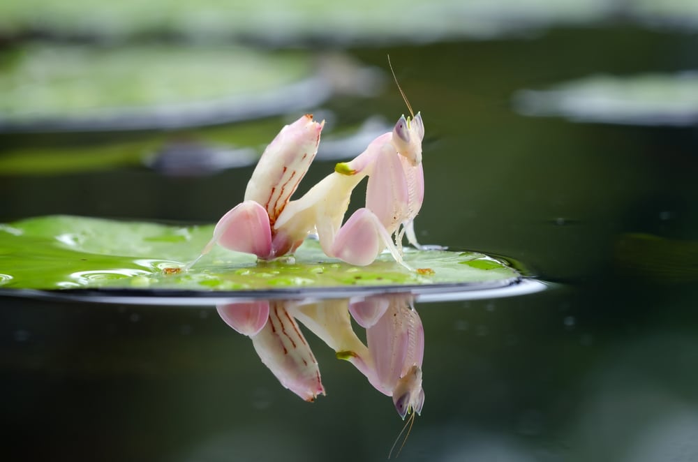 Orchid Mantis | CRITTERFACTS