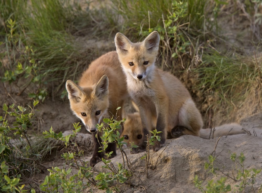 Kit Fox CRITTERFACTS