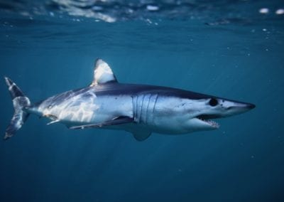 shortfin mako shark, Isurus oxyrinchus, off Cape Point, South Africa, Atlantic Ocean