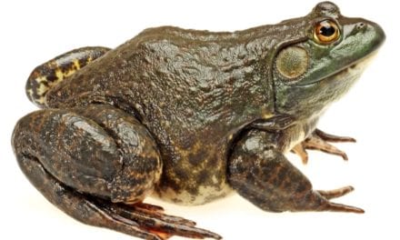 American Bullfrog