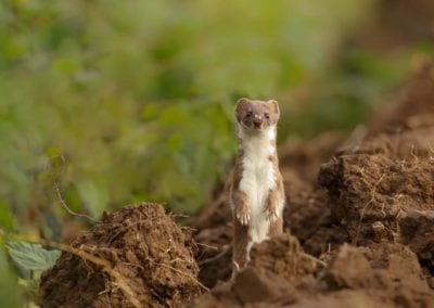 A Common Weasel (Mustela nivalis) also known as Least Weasel standing alert on the edge of a ploughed field