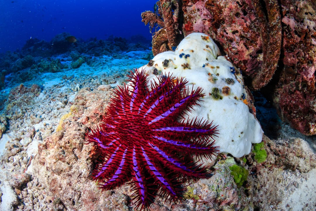 Crown-of-Thorns Starfish Facts - CRITTERFACTS