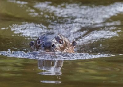A Giant Otter (Pteronura brasiliensis) head on, swimming, Pantanal, Brazil