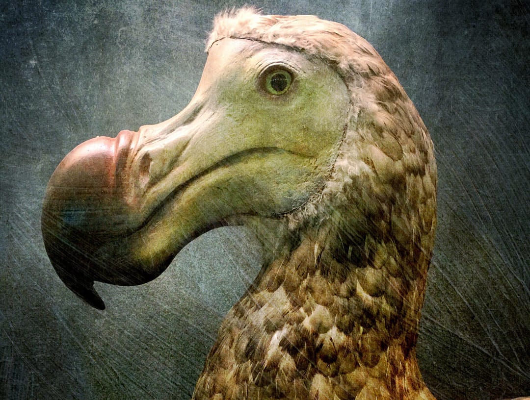 Dodo Facts - CRITTERFACTS