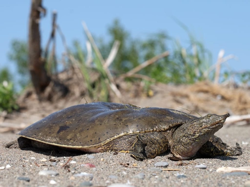 Spiny Softshell Turtle Facts - CRITTERFACTS