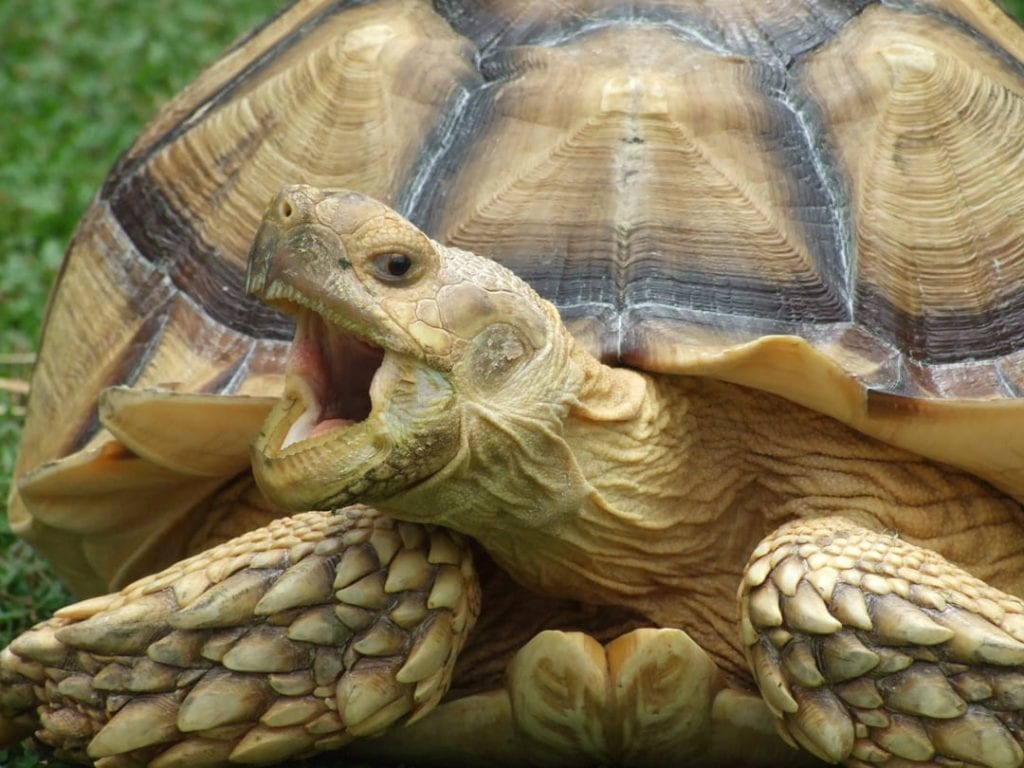 Sulcata Tortoise Facts - CRITTERFACTS