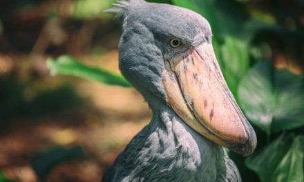 Shoebill