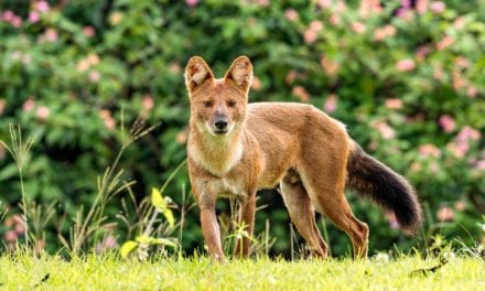 Dhole