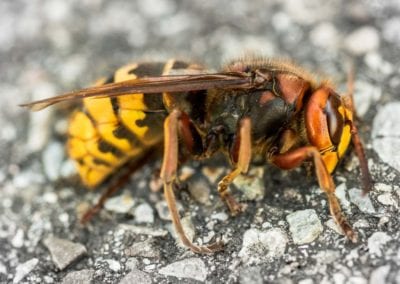Asian giant hornet