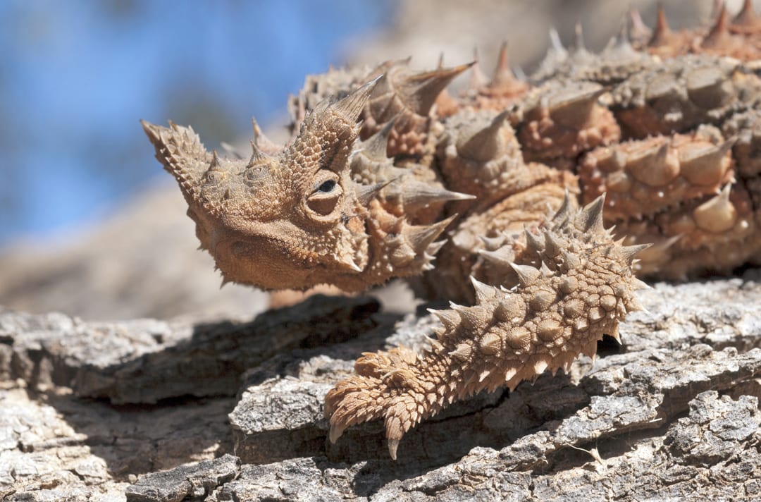 Thorny Devil Facts CRITTERFACTS