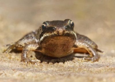 Baby Wood Frog (Rana sylvatica) in a pond
